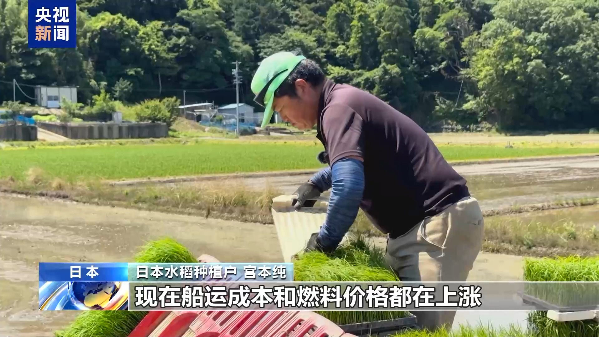 总台记者观察丨日本米农：种植面积锐减、成本上涨 米价难降