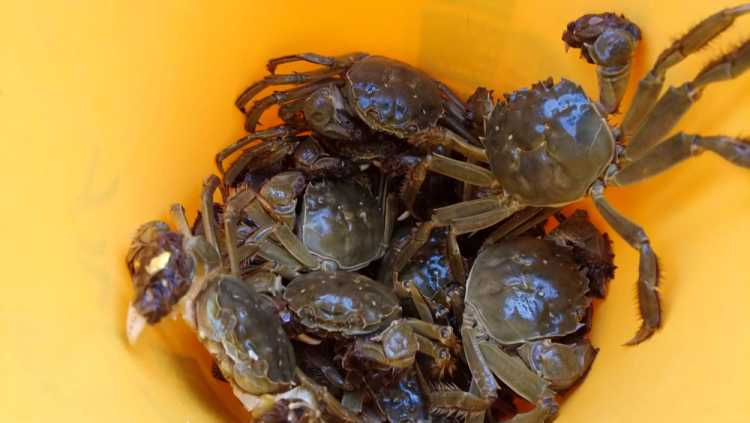 甘肃定西：黄土高原蟹满塘