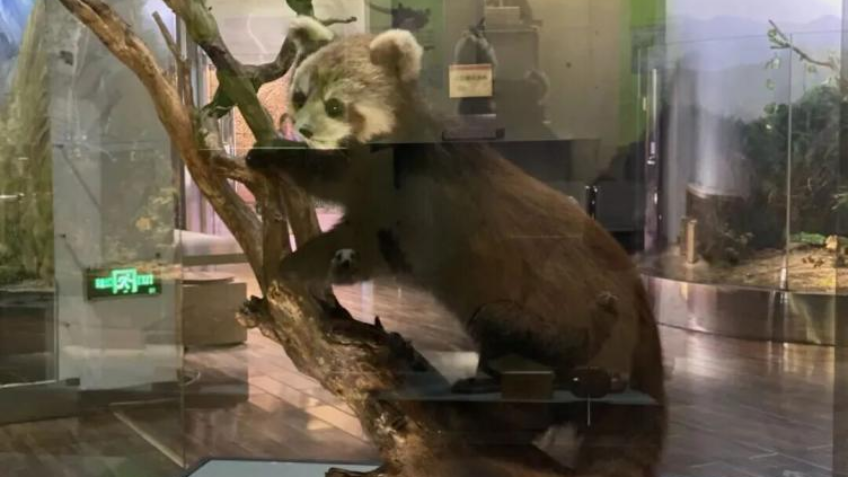 Science Wonderland: Family Adventures at Shaanxi Nature Museum