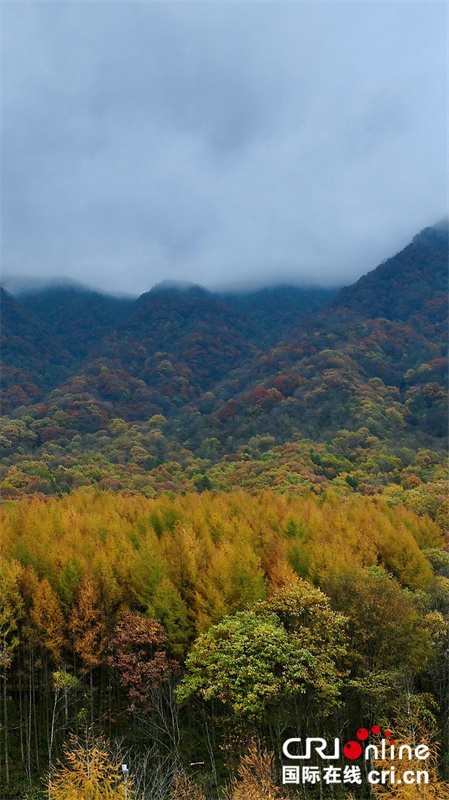 台湾自媒体人点赞四川光雾山绝美秋色（两岸关系）_fororder_9