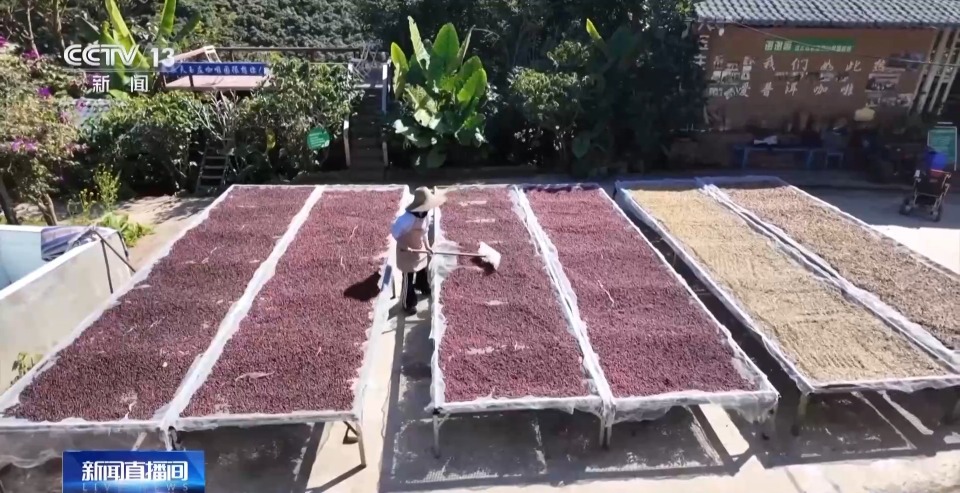 视频丨一粒豆一颗柑 中国味道饮品里藏着“绿色致富密码”