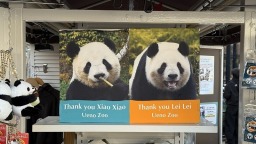 大熊猫“晓晓”和“蕾蕾”将于27日从日本启程回国_fororder_58fdb4657763439c909c9b30823ec2f0