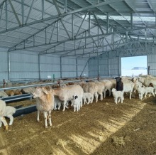 内蒙古呼伦贝尔近亿亩草原即将进入休牧期