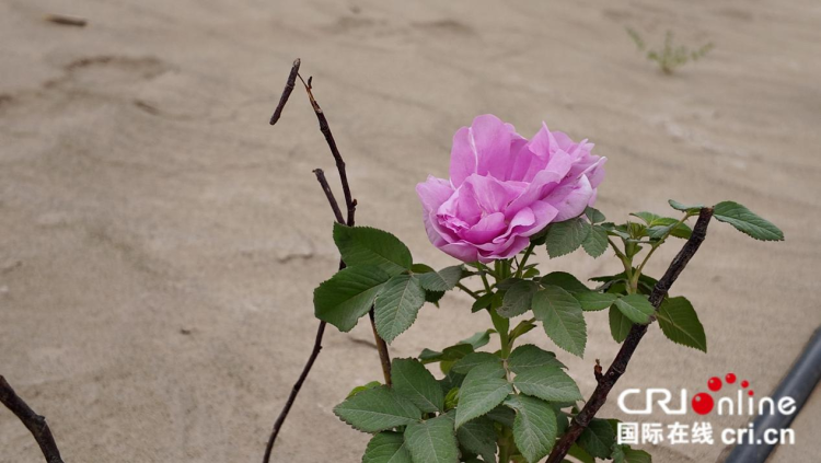 【环着沙漠看新疆】于田沙漠玫瑰：植根在大漠骨子里的浪漫_fororder_图片1