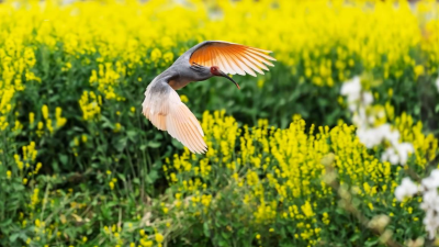 鳥類と送電線をともに保護しよう 電力網とトキの調和ある共生未来を守る