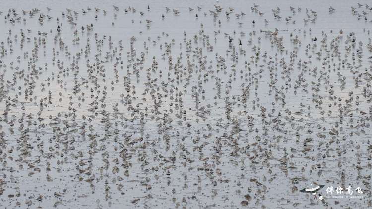 候鸟翔集辽宁丹东鸭绿江口