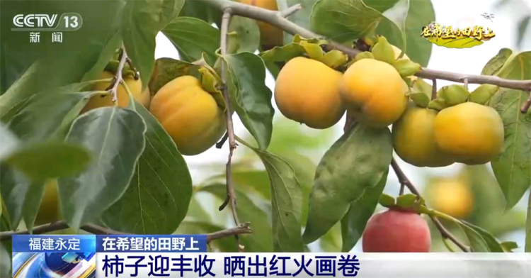 广袤乡村绘就金秋九月好“丰”景 农业现代化成为百姓增收致富“密码”