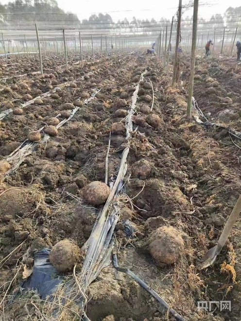 【高质量发展看中国】乡村振兴大道上的那抹“红”——走近清远“兵支书”