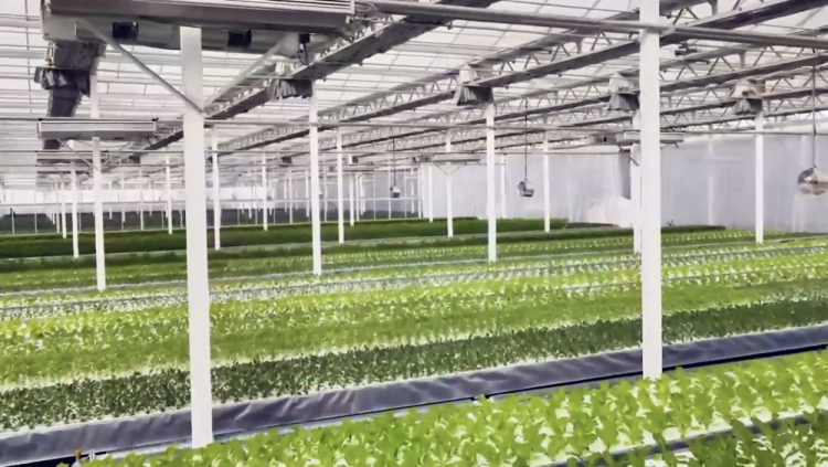 新疆库车：植物工厂让农民变身“科技农人”