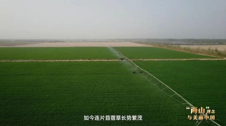 “两山”理念与美丽中国丨塔克拉玛干边缘，种出万亩“致富草”