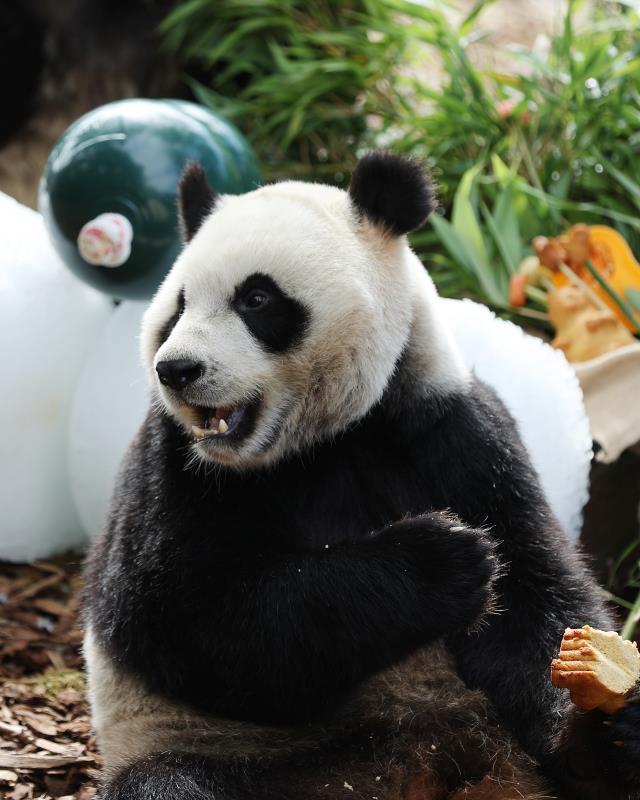 资讯有故事｜旅比大熊猫的饲养员刘洋：“我对它们产生了情感上的依赖和羁绊”