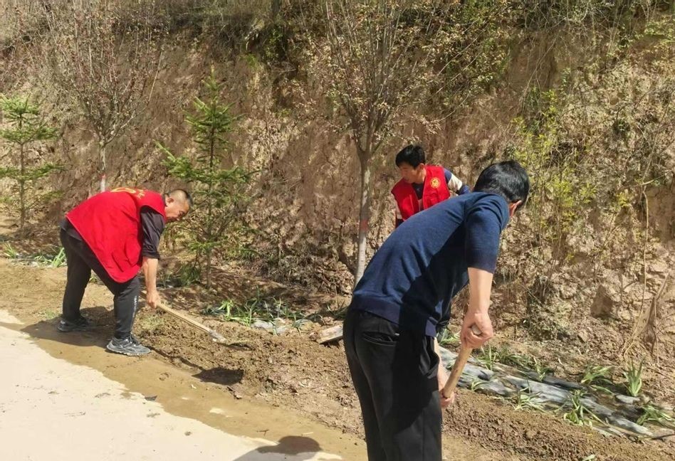 天水秦安千户镇：打造花卉长廊 提升乡村“颜值”_fororder_微信图片_20250522104534