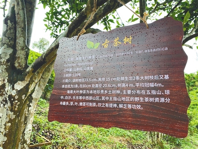 今年海南省将对古树名木全面实施挂牌保护