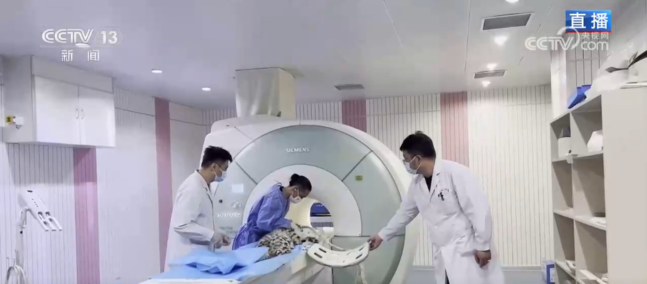 活力中国调研行 | 从雪豹“凌小蛰”的重生看野生动物保护新突破