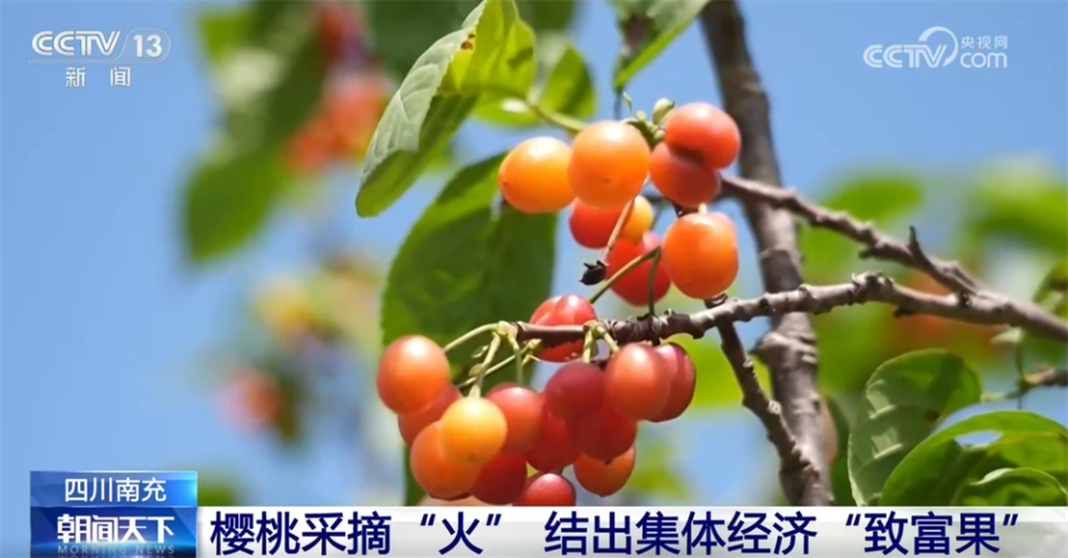 多彩番茄、甜美樱桃、冷水鱼 特色产业赋能乡村振兴结出“累累硕果”