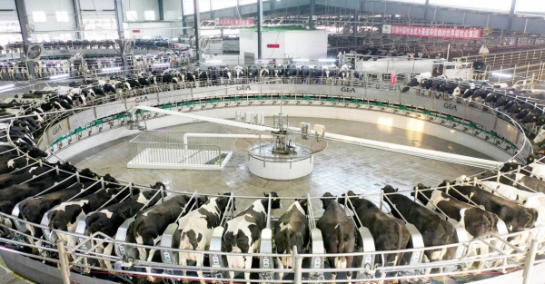 “一键养奶牛”时代到来！揭秘牧场“最强大脑”