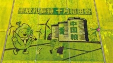 兴安盟扎赉特旗：以稻为墨绘良田