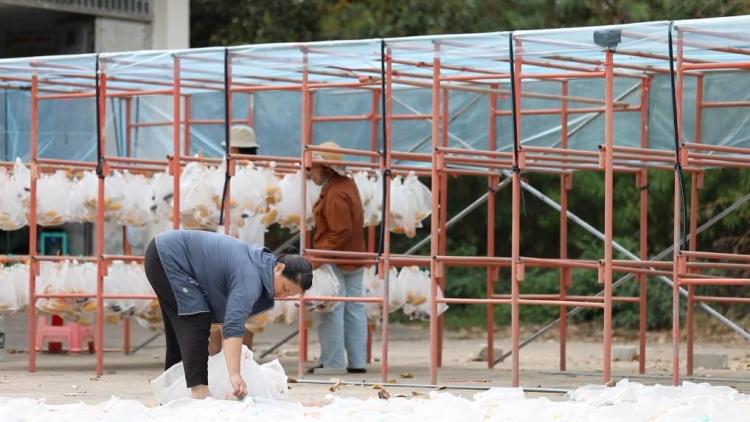 新华视点｜科技扎根田野间 多地探索农业高质量发展新路径