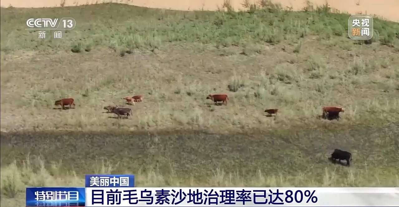 毛乌素沙地治理率已达80% 下一个目标：100%！
