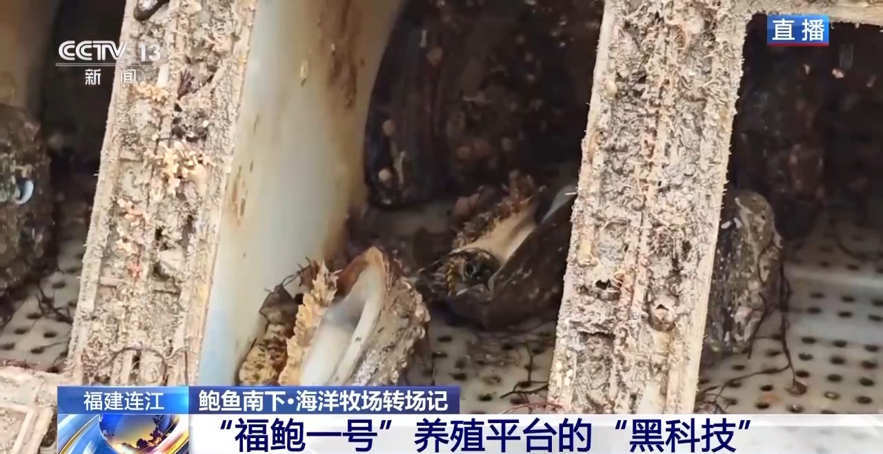 鲍鱼也要“走南闯北”越冬避暑？揭秘小鲍鱼的“候鸟式”养殖