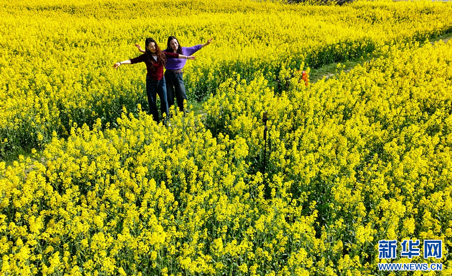 安徽肥西：春花盛开燃热“春日经济”
