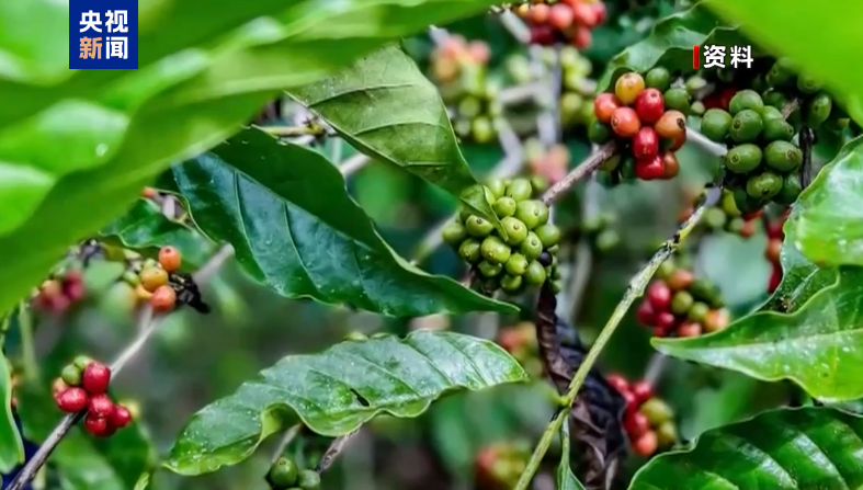 联合国粮农组织：2025年全球咖啡价格可能进一步上涨