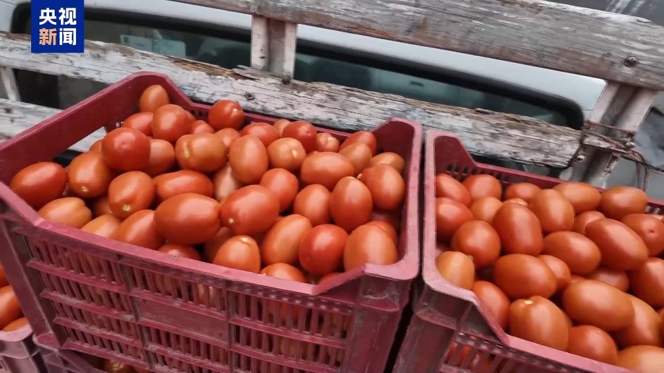 总台记者探访丨美国加征关税 对墨西哥番茄产区影响几何？