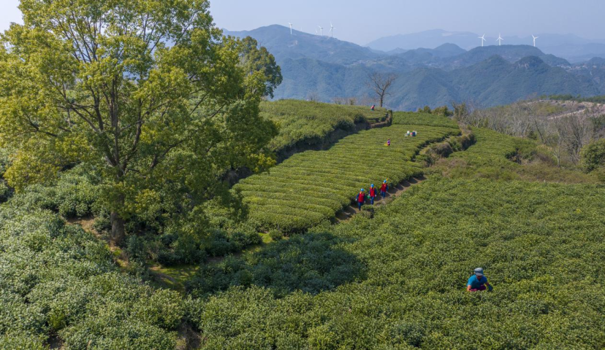 State Grid Zhejiang Electric Power: Green Tea Fried with Eco-Friendly Power Costs 1,600 Yuan per Jin and Tastes Even More Delightful_fororder_图片3