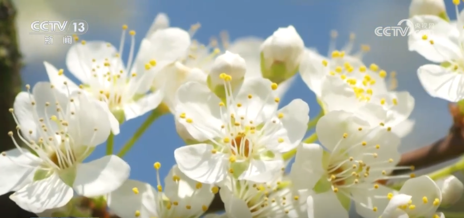 沉浸式感受春日花海独特魅力 “赏花经济”为乡村振兴“增香添彩”