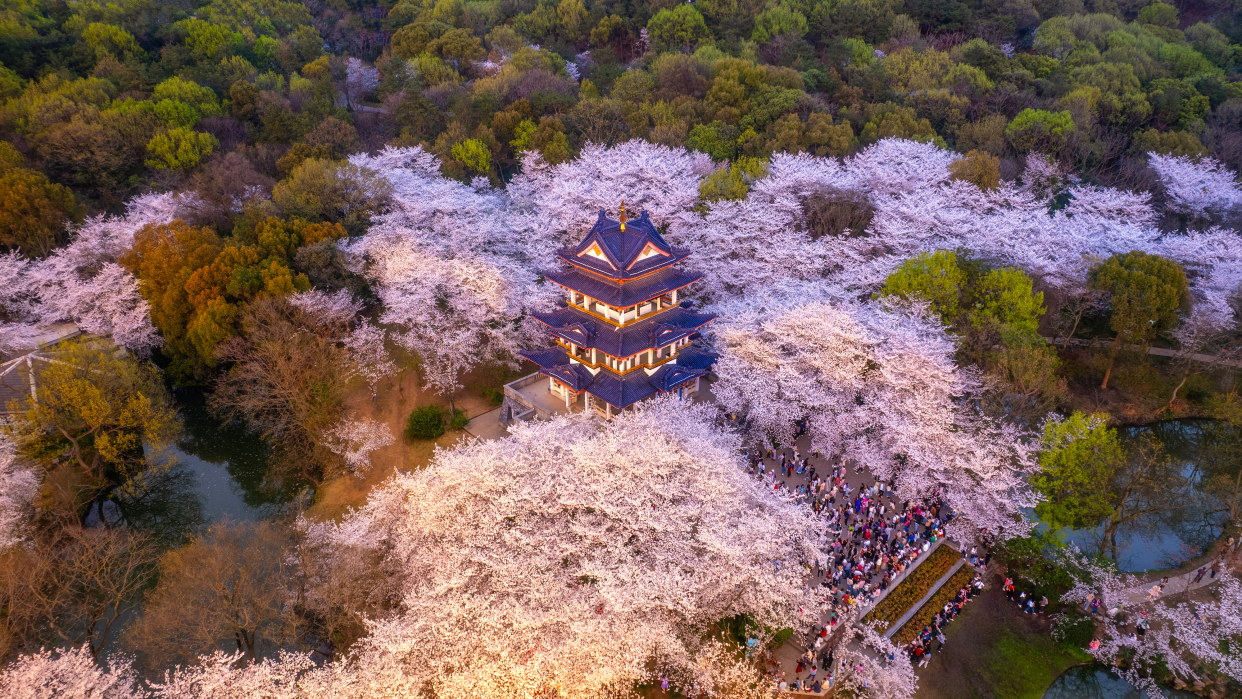 Hello World This Is Yuantouzhu China s Premier Cherry Blossom Hello World This Is Yuantouzhu China s Premier Cherry Blossom