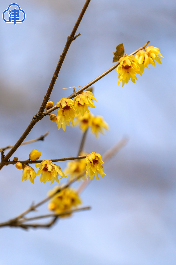 腊梅花一开 天津的春天就要来了！