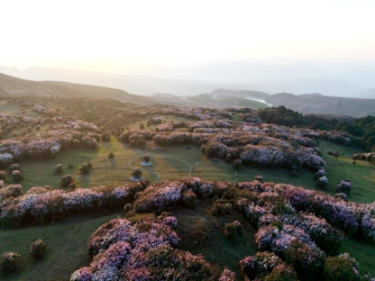 Panzhou, Guizhou: Prime Time for Azalea Viewing on the Wumeng Grand