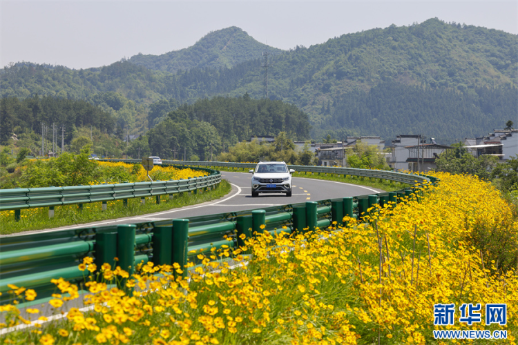 安徽休宁：一路芬芳一路景