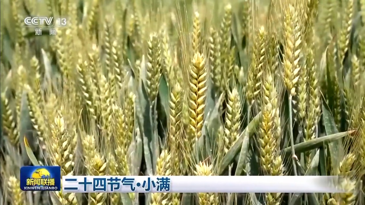 文化中国行丨二十四节气·小满 小满者，物至于此小得盈满