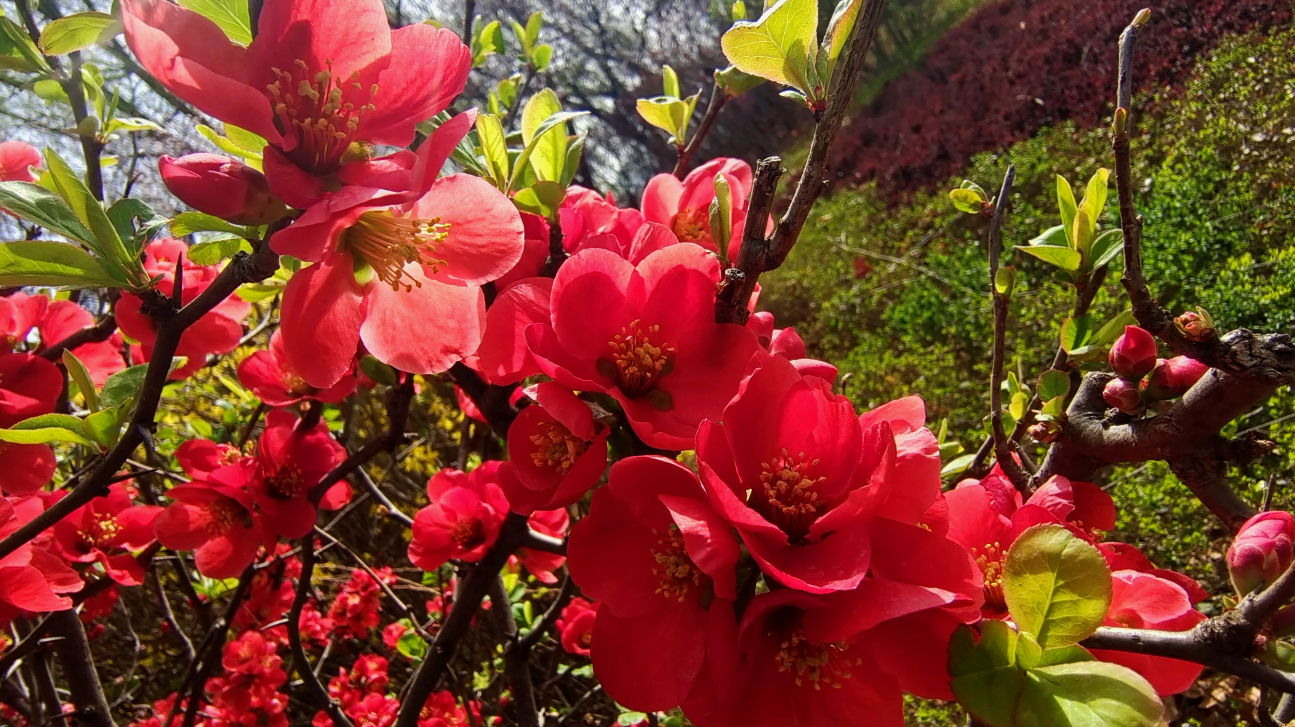 天水市清水县：桃棠争春，一城浪漫_fororder_花1