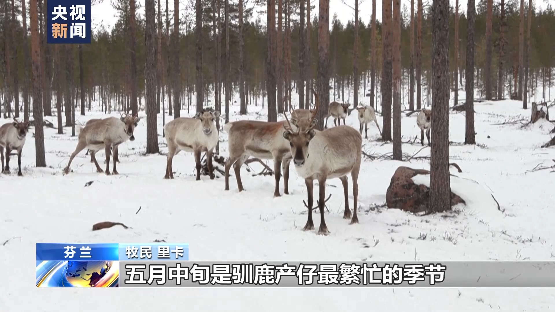 北约频繁在芬兰牧区演习 牧民担心惊扰驯鹿影响生计