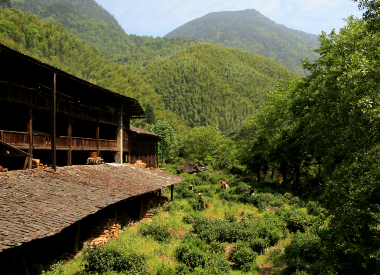 何以中国｜福建武夷山：千年茶道的文旅“破圈”与新生