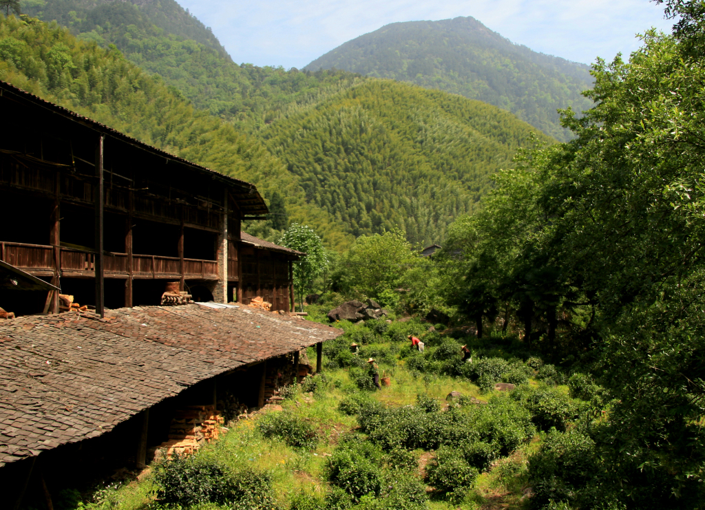 何以中国｜福建武夷山：千年茶道的文旅“破圈”与新生