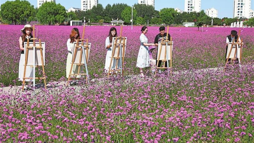 金昌市：美术爱好者在紫金花海写生