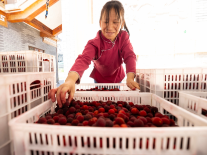 Luodian, Guizhou: Bayberry Welcome a Bumper Harvest