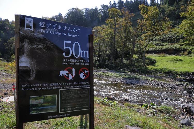 “熊出没”频发 日本遭熊袭击死亡人数创新高