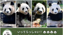 日本和歌山县4只大熊猫将于6月28日送返中国
