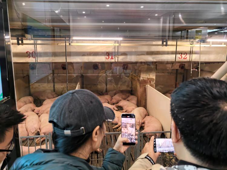 “猪妈妈都住上月子中心了”——“中国式现代化发展看河南”两岸媒体联合采访团走进“华夏生猪第一县”_fororder_14