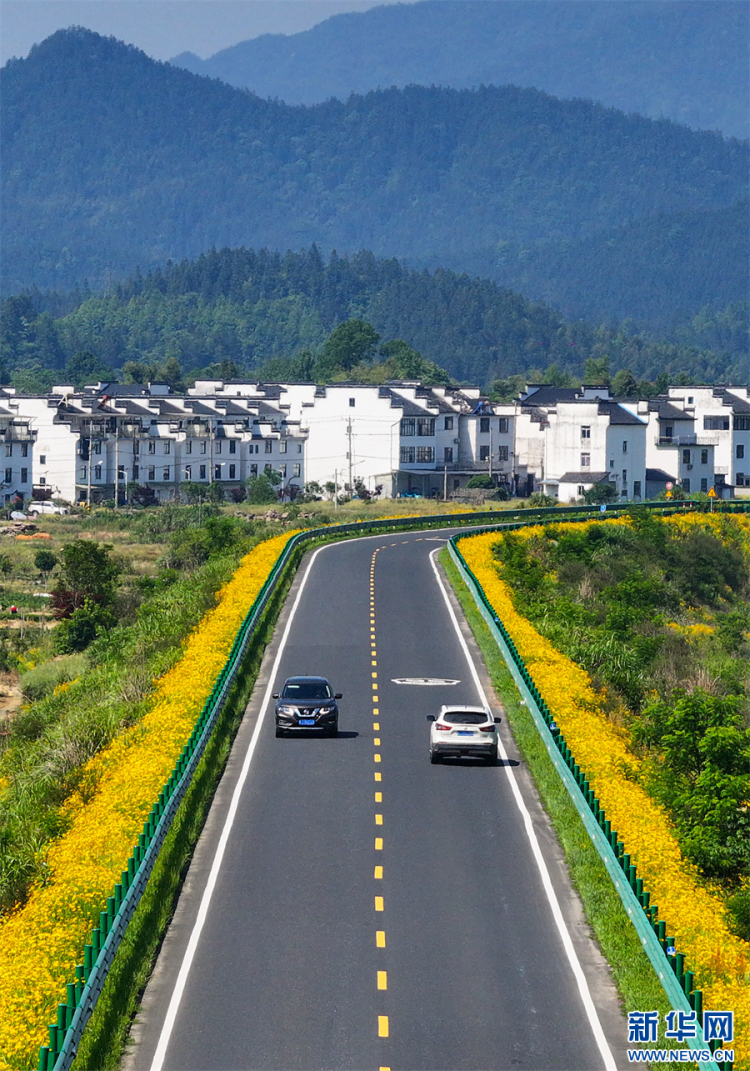安徽休宁：一路芬芳一路景