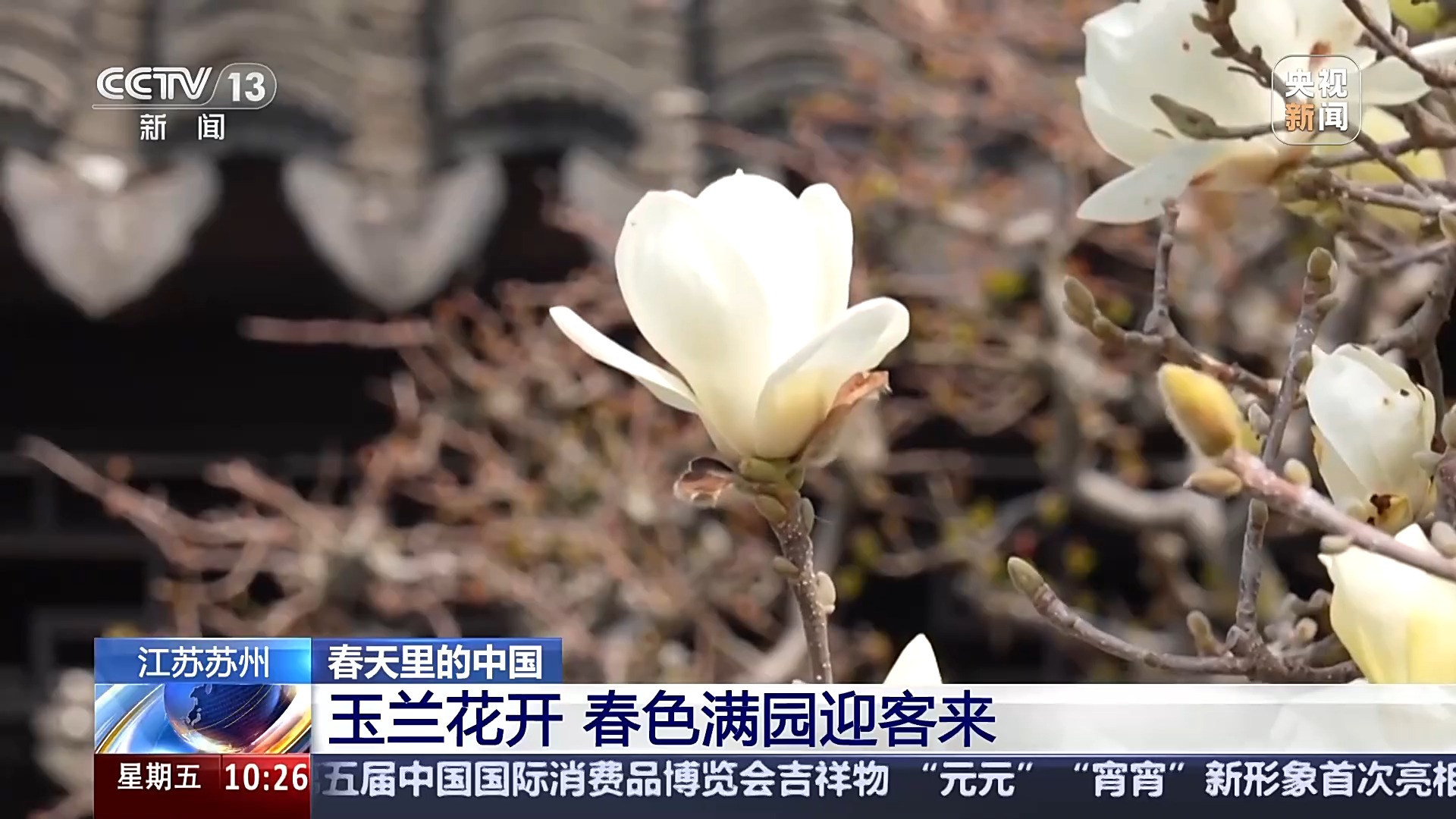 玉兰洁白 油菜多彩 一起来场说走就走的春游吧