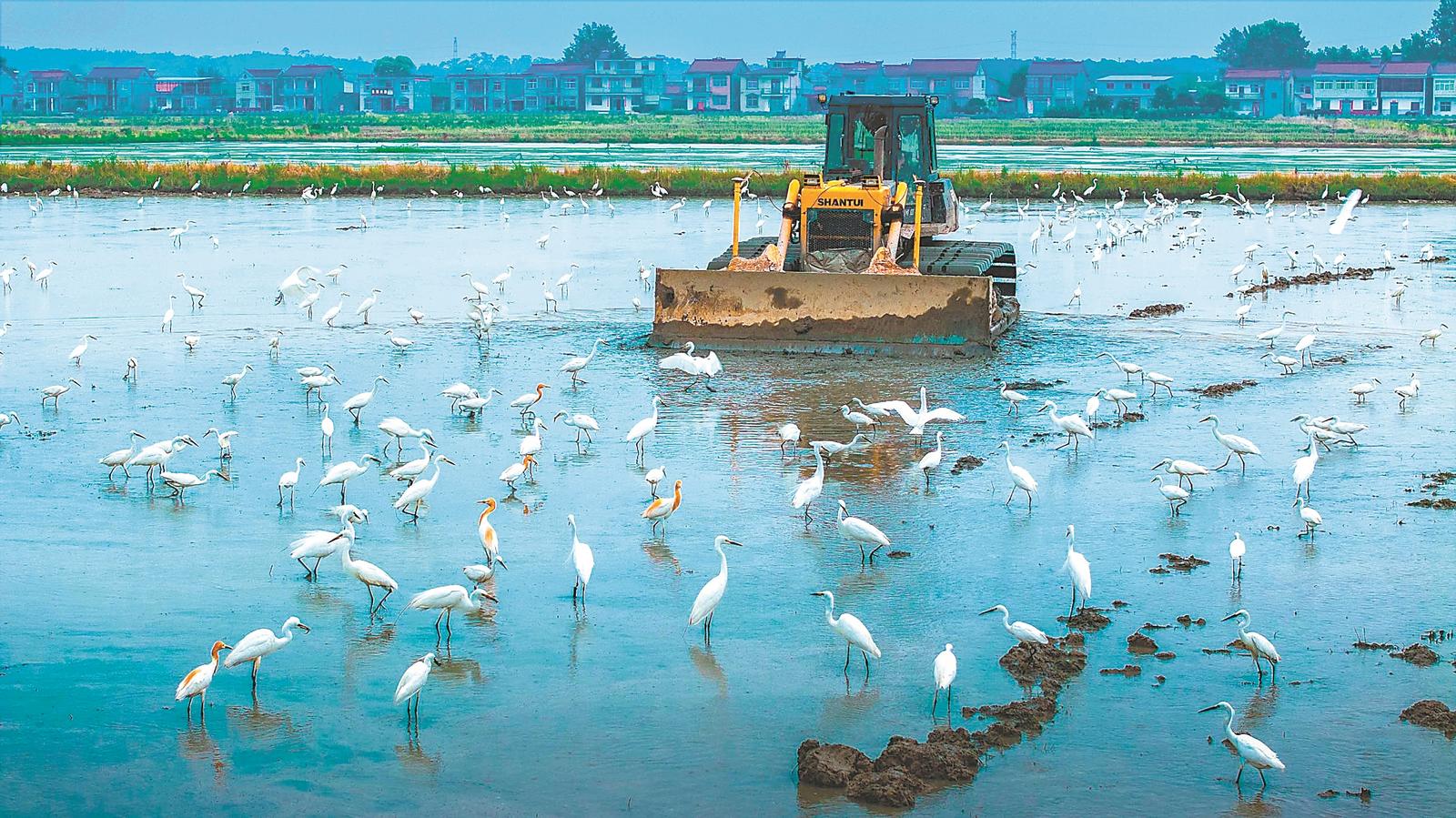 安徽池州：生态农耕 醉美田园