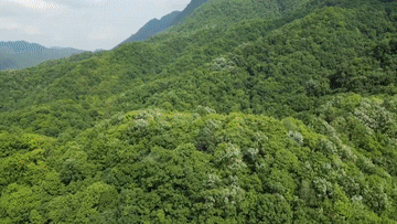 2025全球熊猫伙伴大会｜万物并育和合生