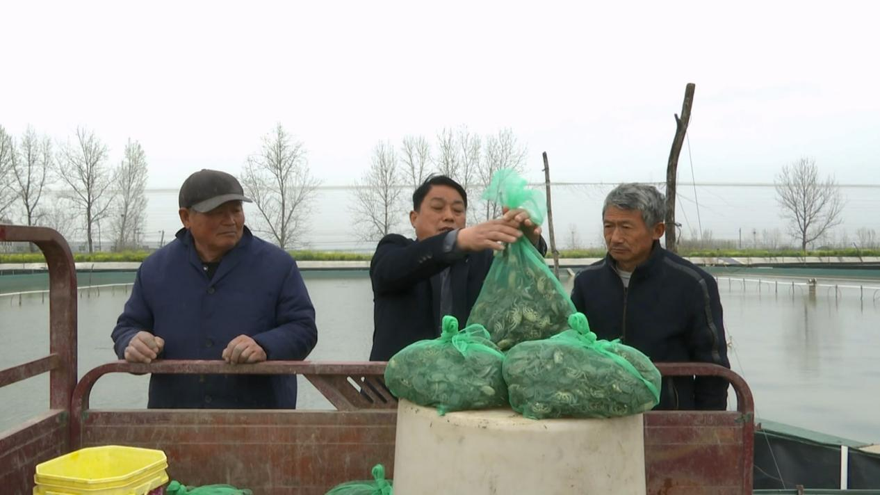 蚌埠市五河县申集镇： 蟹苗入水 科技领航新春耕_fororder_蟹苗图片1