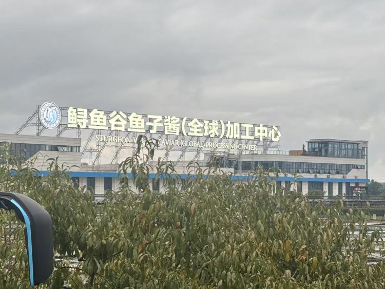 湖北宜都：日发万罐鱼子酱背后的渔业“上岸”故事｜活力中国调研行