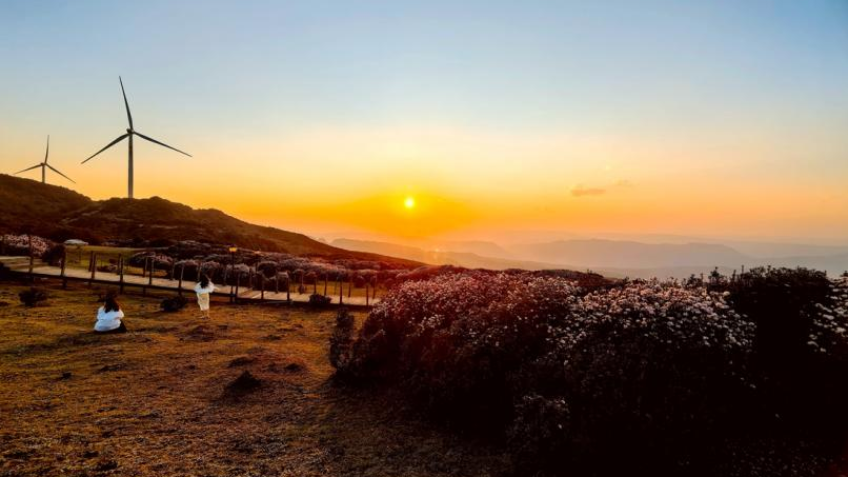 Panzhou, Guizhou: Prime Time for Azalea Viewing on the Wumeng Grand